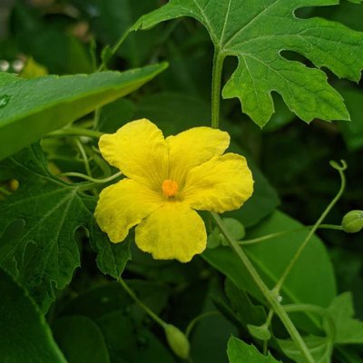 Sponge Gourd