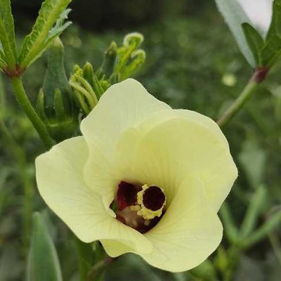 Ladyfinger flower