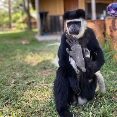 colobus