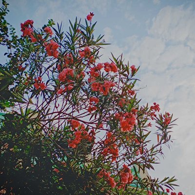 guess the flowers !