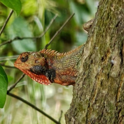Oriental garden lizard