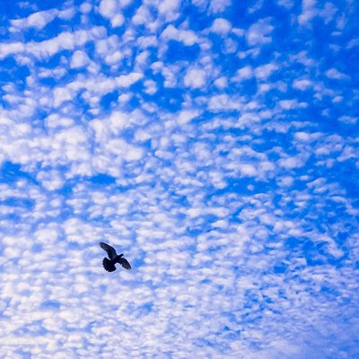 freedom