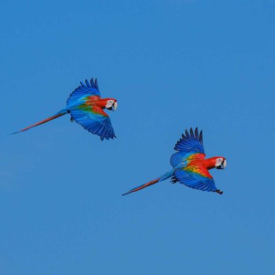 Fly in harmony 