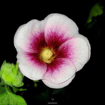 Hollyhock (Alcea Rosea)