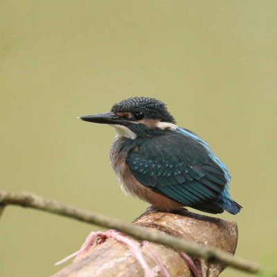 kingfisher