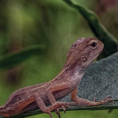 THE ORIENTAL GARDEN LIZARD