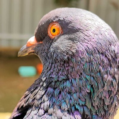 Pigeon