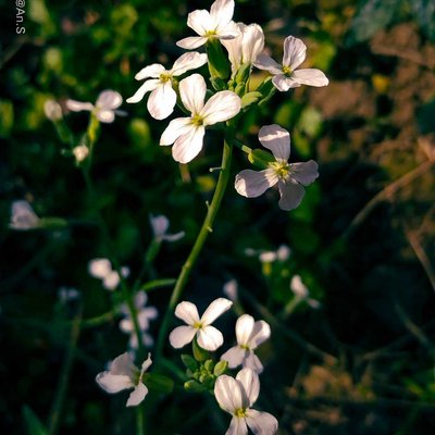 মুলো ফুল 