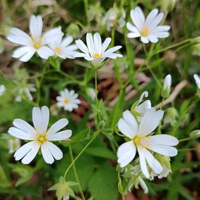 SpringFlowers