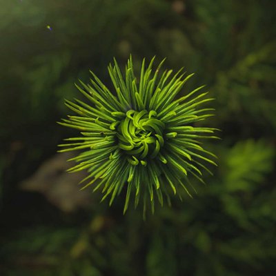 💚Nature's Perfection💚