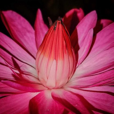 Water Lily