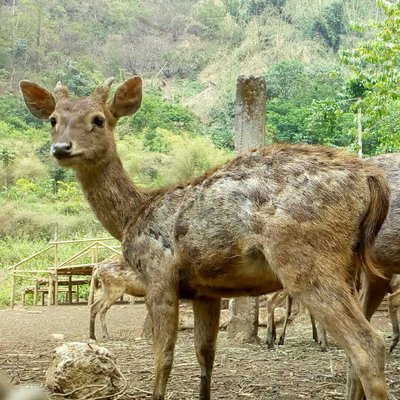 dear deer