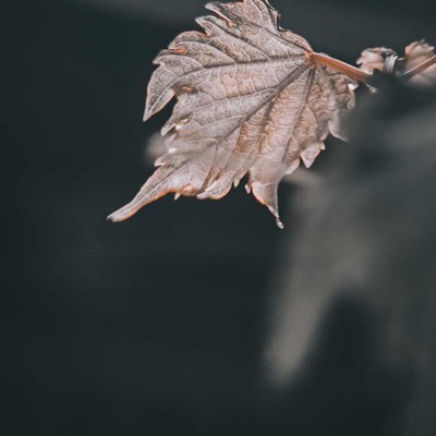 daun