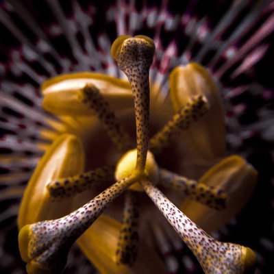 passion flower