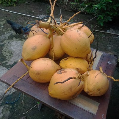 Kelapa Muda