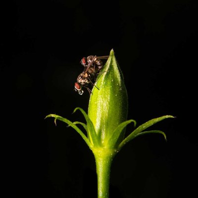 Macro World 🌻
