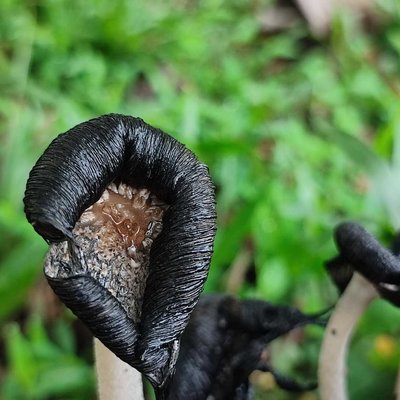corprinopsis atramentaria