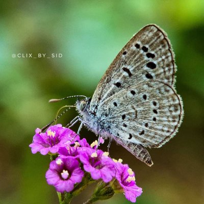 Tiny Grass Blue 