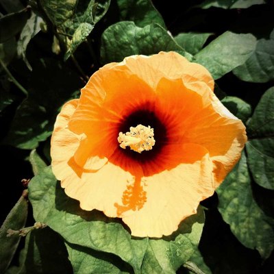 {Shoeblackplant}