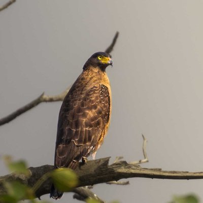 Crested serpent eagle.