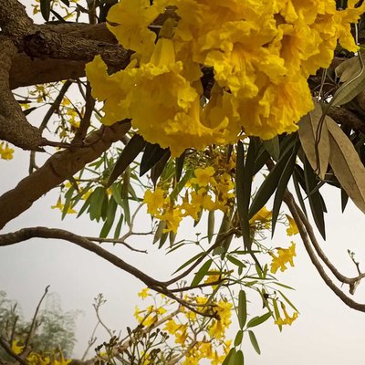 tebebuia aurea