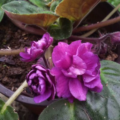 violice Flower
