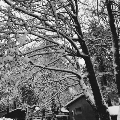 trapped in white