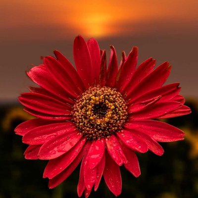 gerbera ๐ต๏ธ Daisy