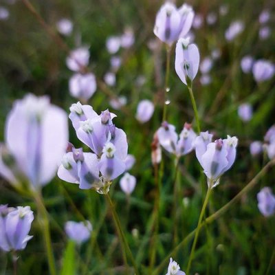 Burmannia biflora