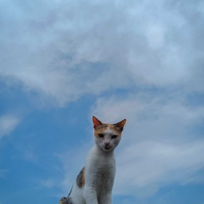  multicolored cat🐈😍