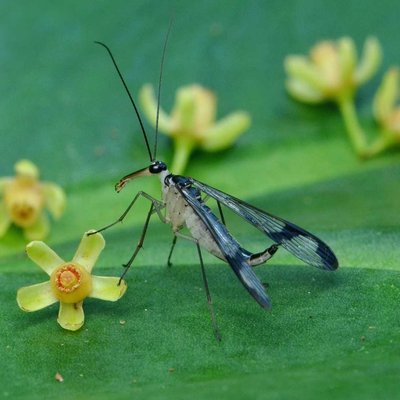 Neopanorpa sp. (female)