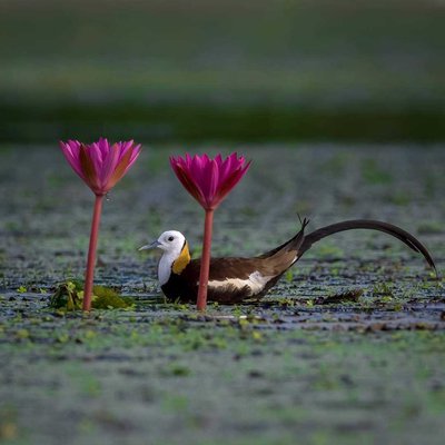 Pheasant Tail Jacana with Red Water Lily