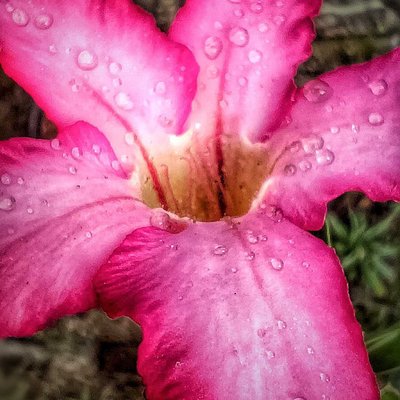 Kemboja Jepang (adenium obesum)