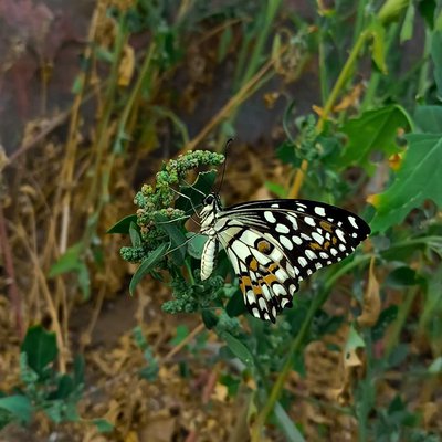 Butterfly