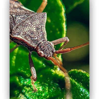 Gonocerus acuteangulatus

