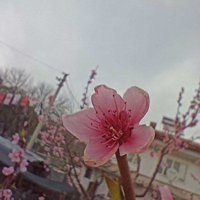 Flowers heralding the arrival of spring