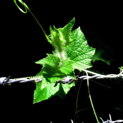 Bittergourd tree
