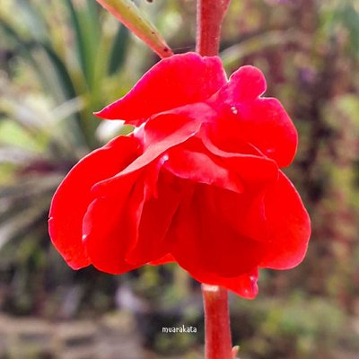 Macro Flora