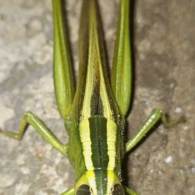 Grasshopper 