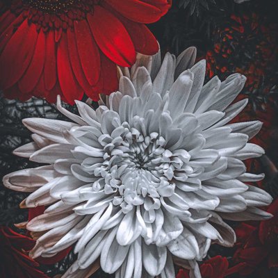 white & black flower couple