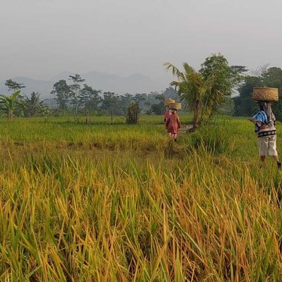 Berangkat Bekerja Di Sawah
