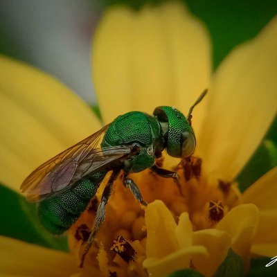 Augochloropsis dan bunga wedelia 