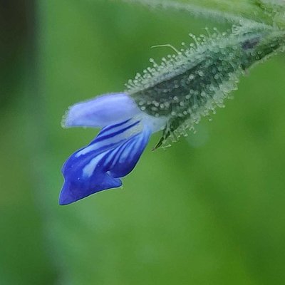 Salvia reflexa