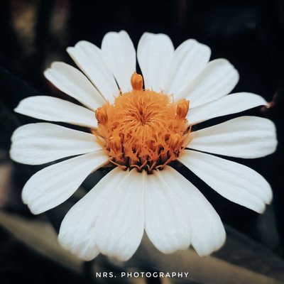 white Zinnia