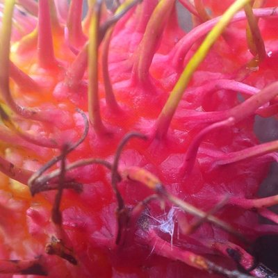 kulit rambutan