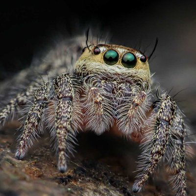 Hyllus Diardi Spider Jumper