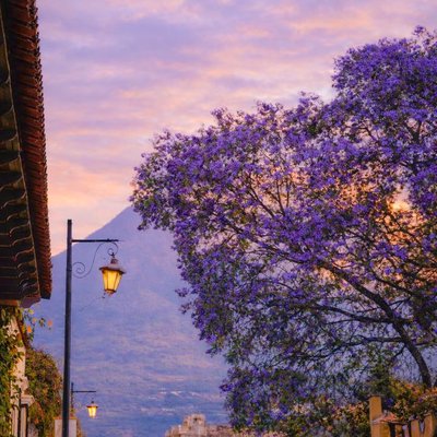 LAS JACARANDAS