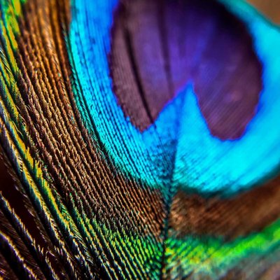 Macro Peacock Feather 🪶🪶