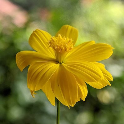 Amur adonis