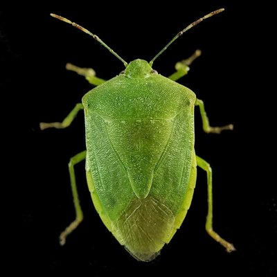 The green stink bug or green soldier bug (Chinavia hilaris) 